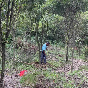 8-20公分占地桂花，大量出售