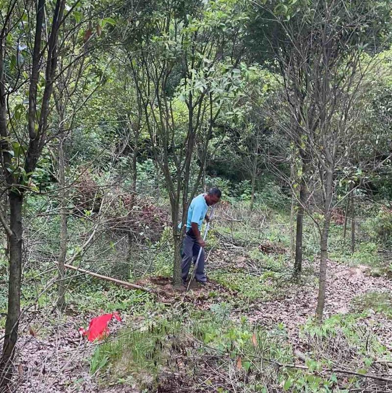8-20公分占地桂花，大量出售