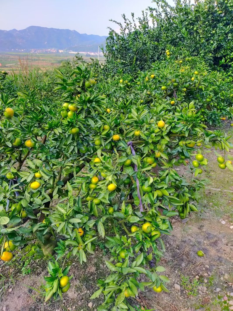 宫川早熟少量上市，需要的老板联系我
