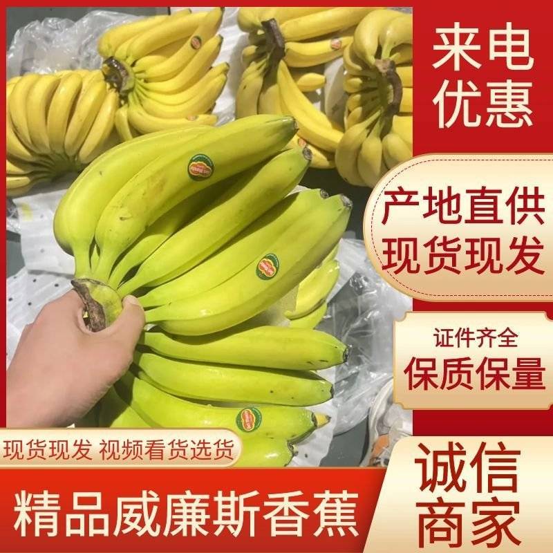 特价香蕉水果威廉斯香蕉价格实惠证件齐全可发全国