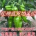 薄皮椒河南产地现摘新鲜上市量大从优品质保障