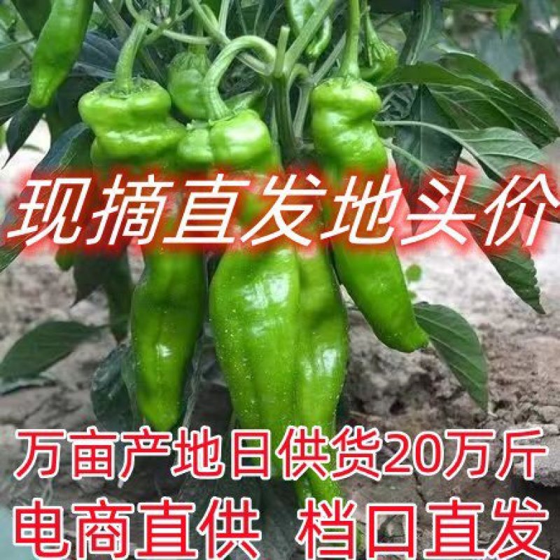薄皮椒河南产地现摘新鲜上市量大从优品质保障