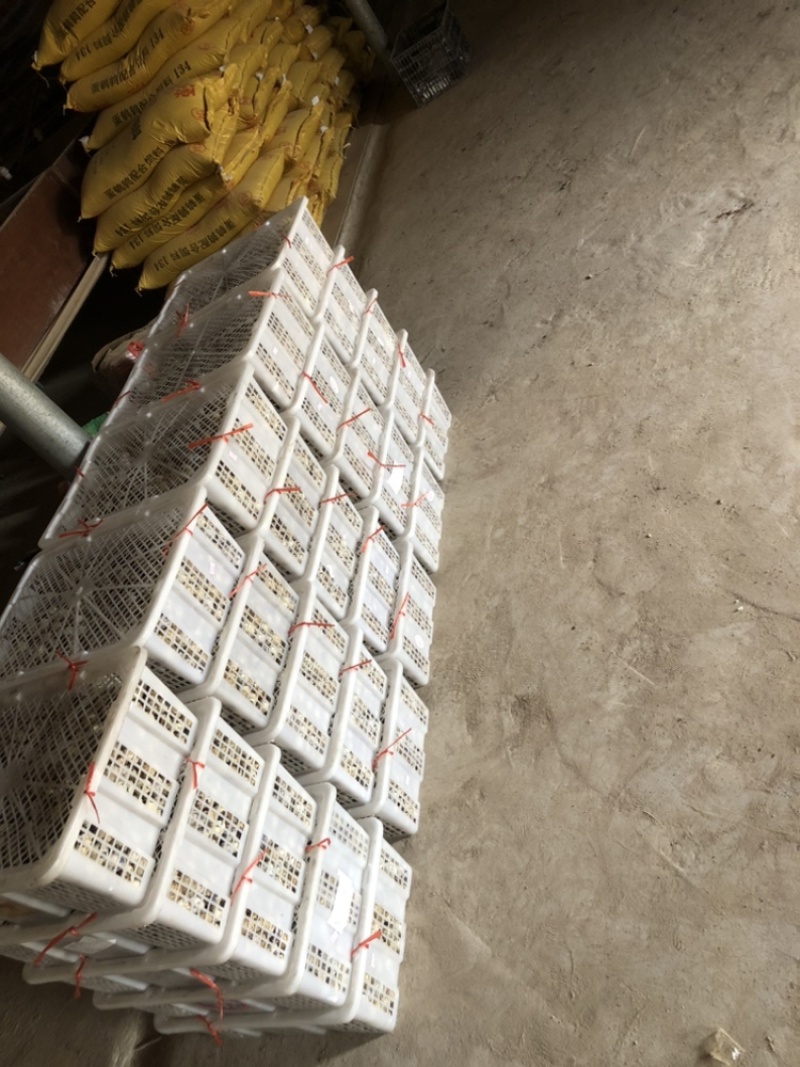 当天现捡新鲜鹌鹑蛋