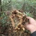 纯野生竹节参
