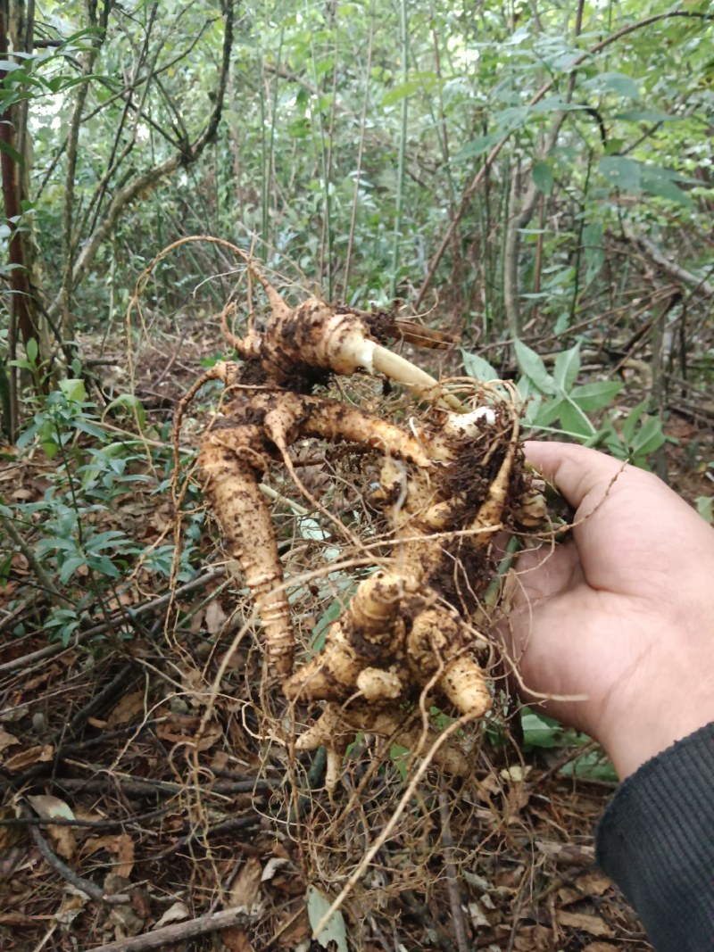 纯野生竹节参