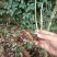纯野生竹节参