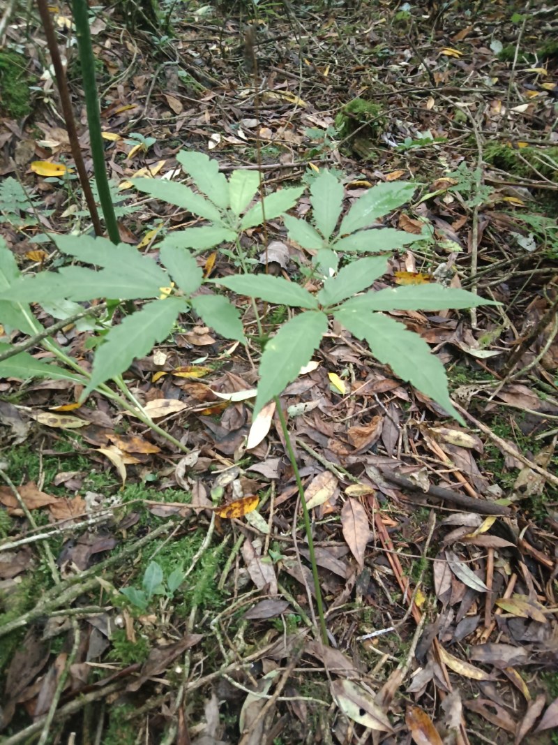 纯野生竹节参