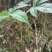 纯野生竹节参