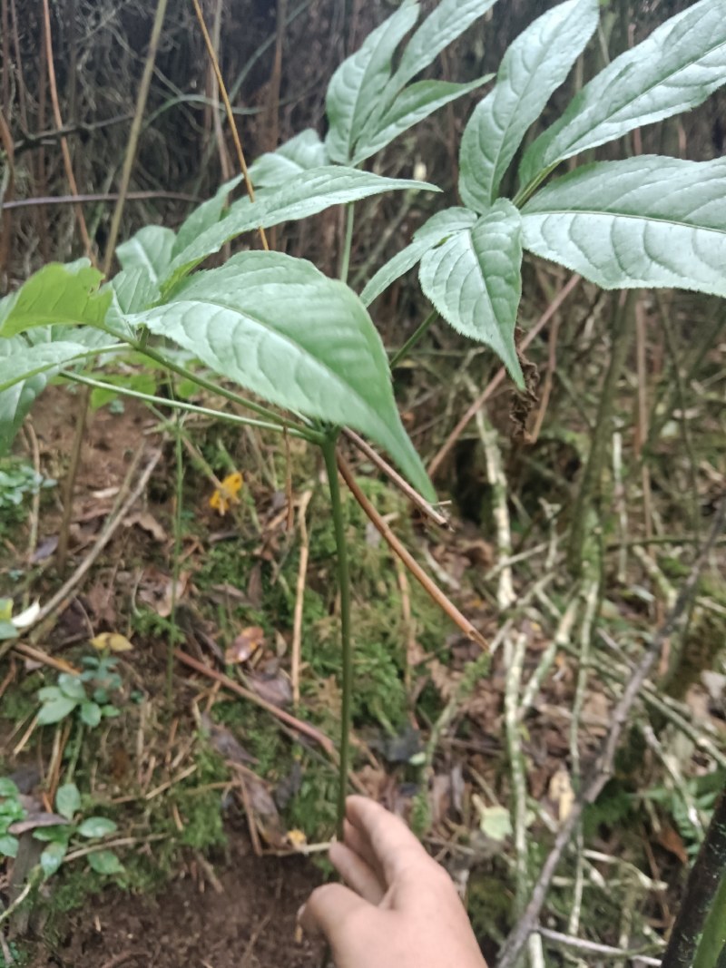 纯野生竹节参