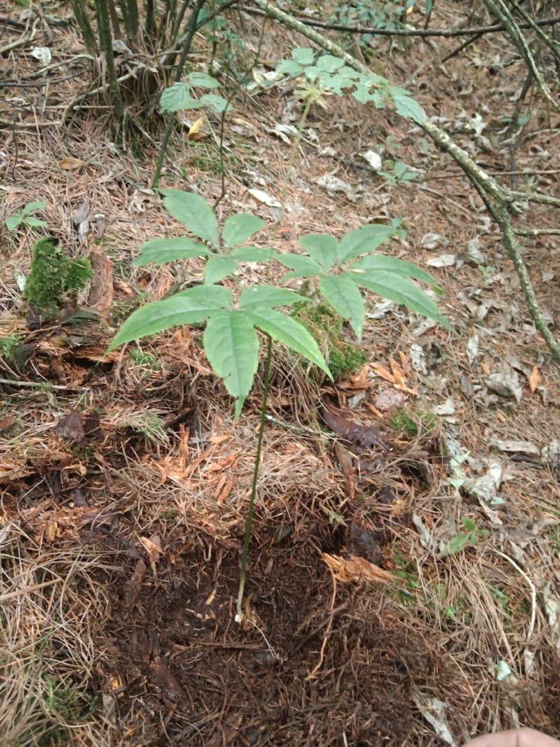 纯野生竹节参