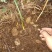 纯野生竹节参