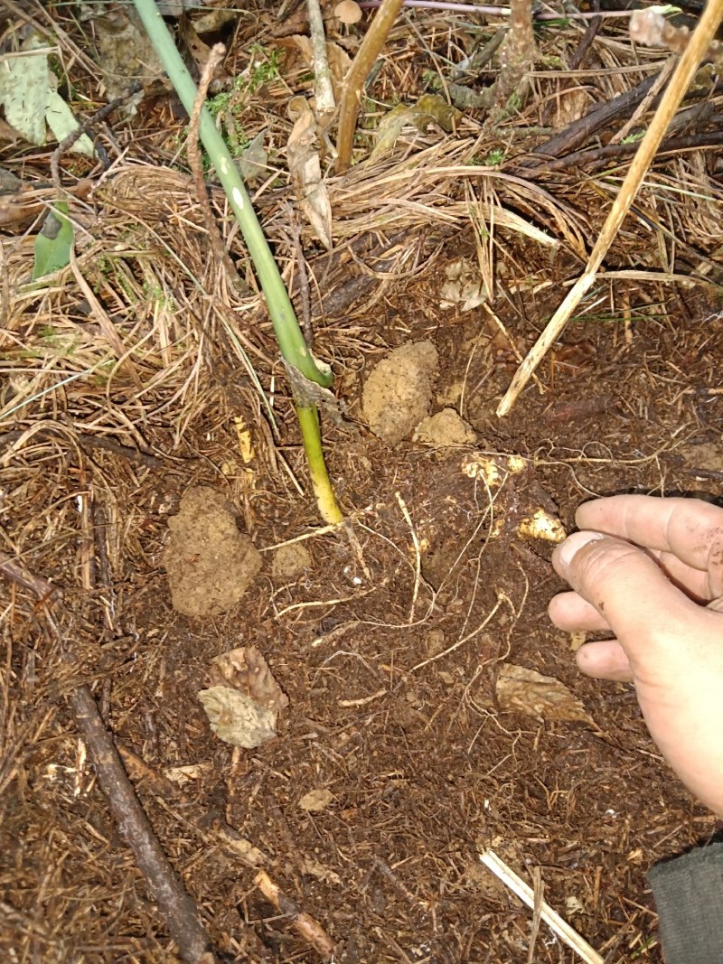 纯野生竹节参