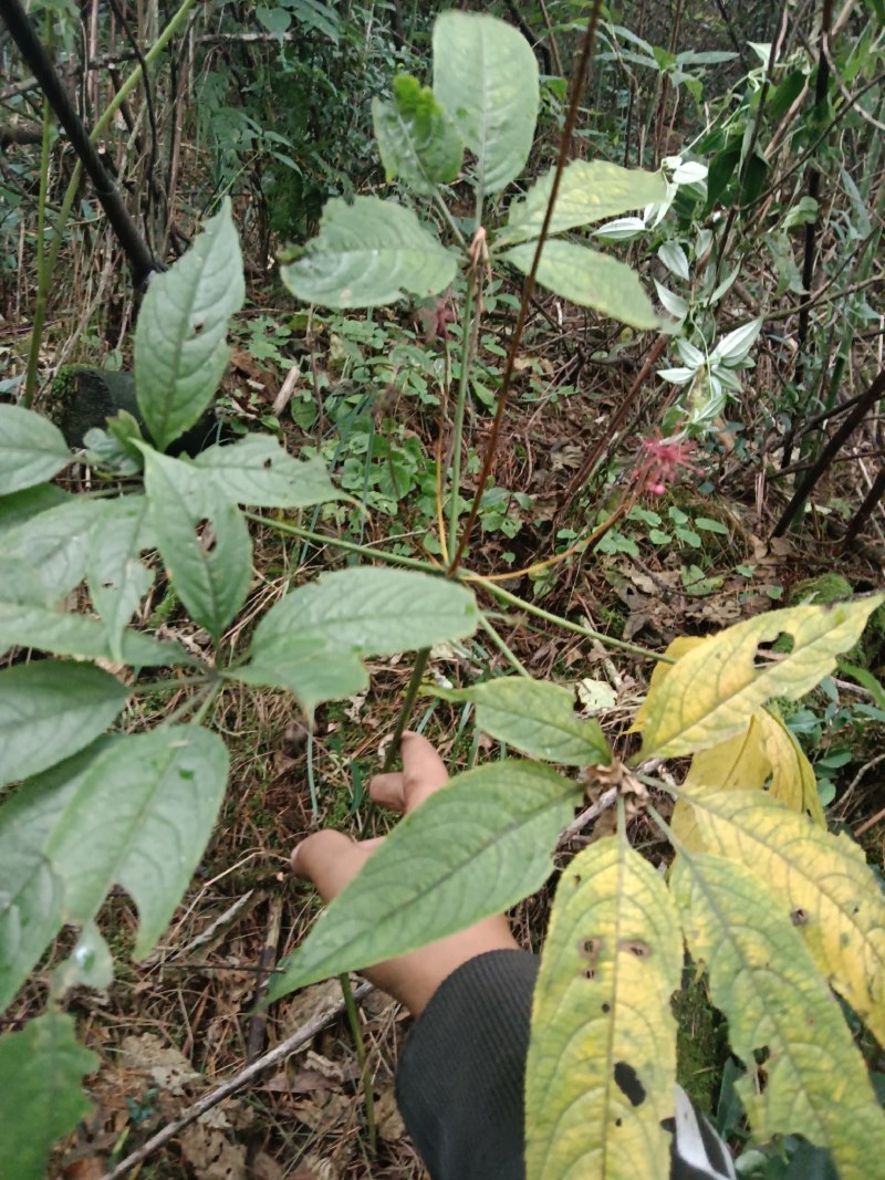 纯野生竹节参