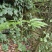 纯野生竹节参