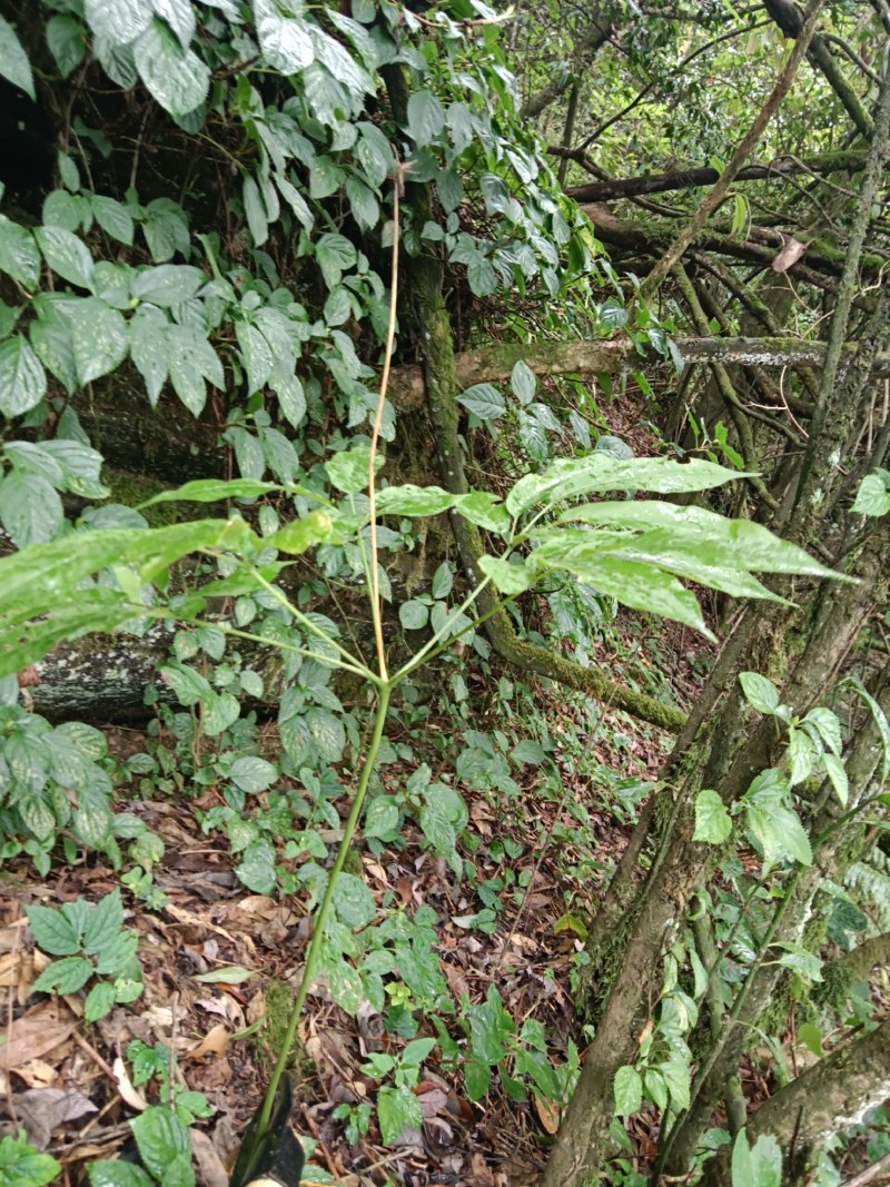 纯野生竹节参