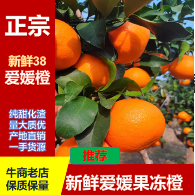 爱嫒38果冻橙精选四川柑桔柑橘量大质优一手货源欢迎来电咨询