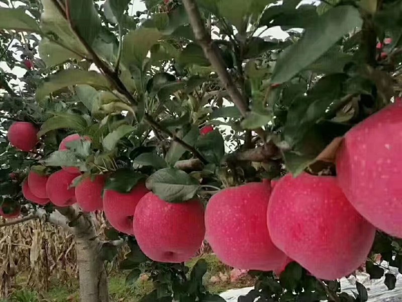 山西吉县红富士苹果