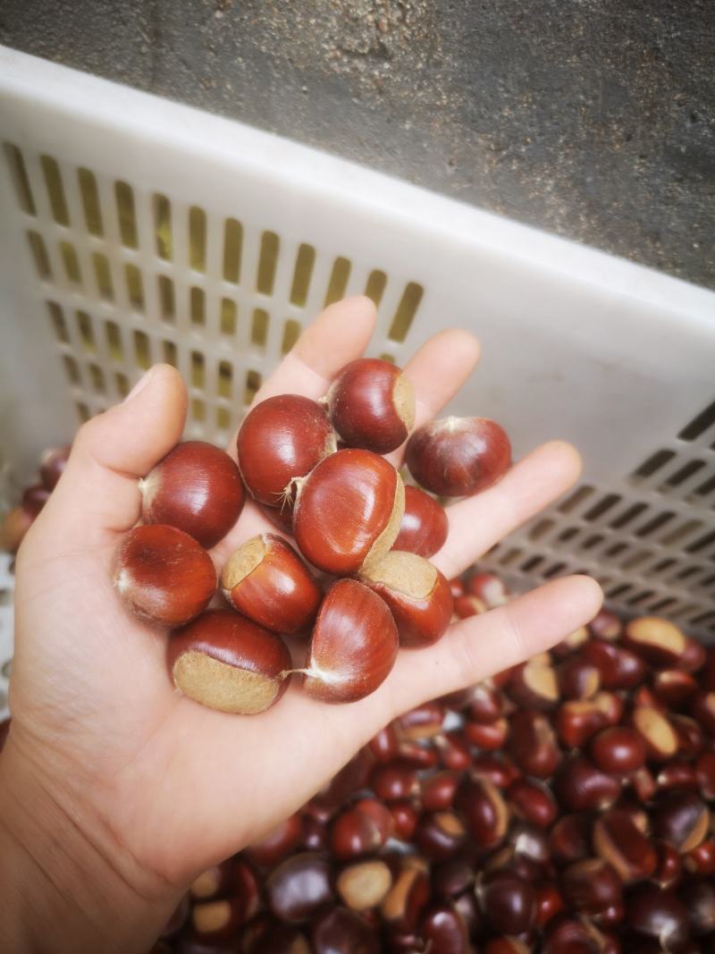 板栗大粒炒栗