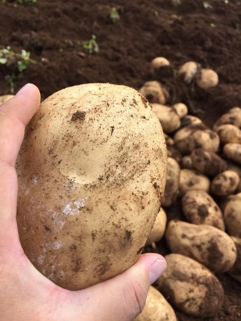 黄心土豆大量上市、现货现挖