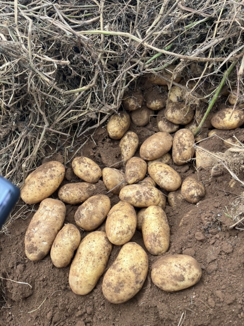 黄心土豆大量上市、现货现挖