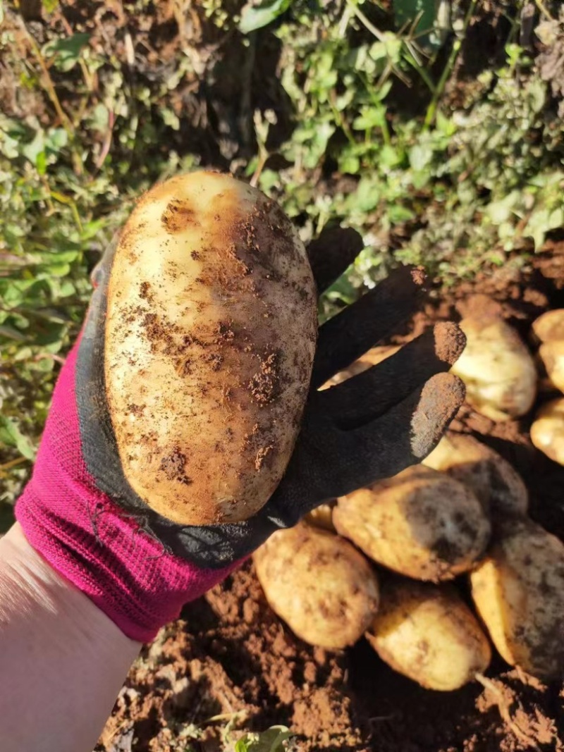 黄心土豆大量上市、现货现挖