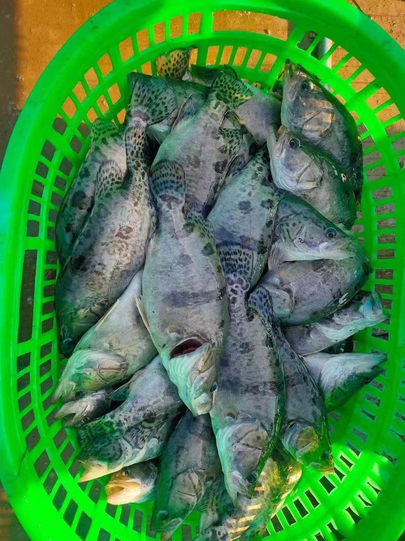 优质鳜鱼全年塘头直供，珠三角基地货足价优