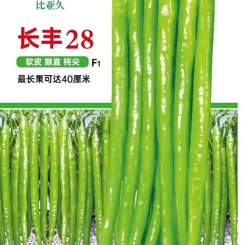 线椒种子长丰28长果顺直钝尖薄皮早熟挂果多可长到40