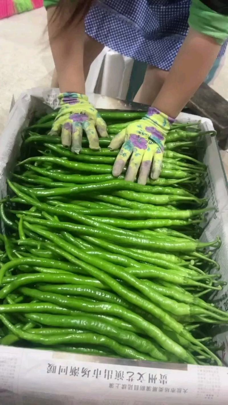 线椒种子长丰28长果顺直钝尖薄皮早熟挂果多可长到40