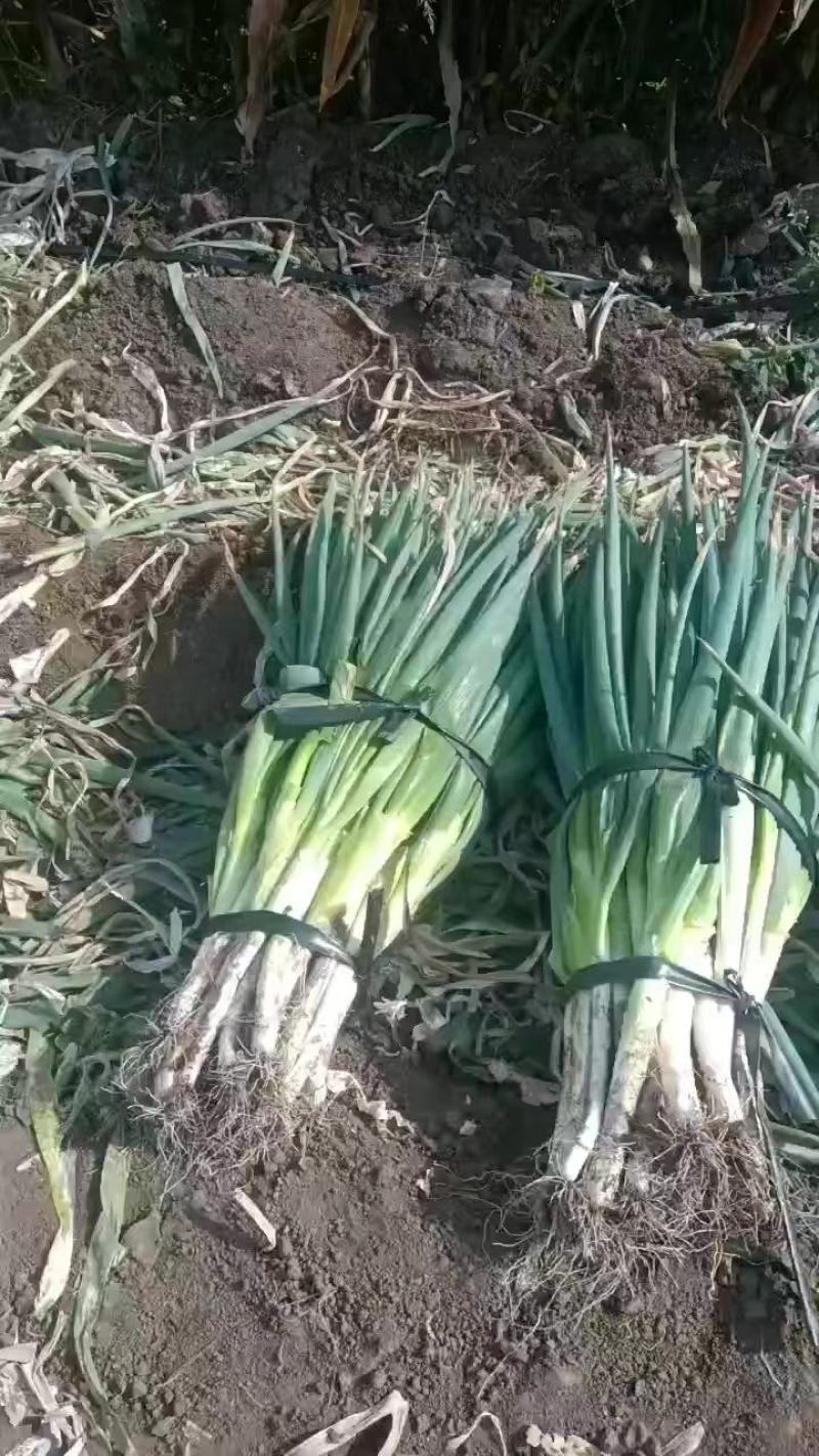 精品大葱铁杆，长白葱刚葱大量上市可视频看货质量好价格不高