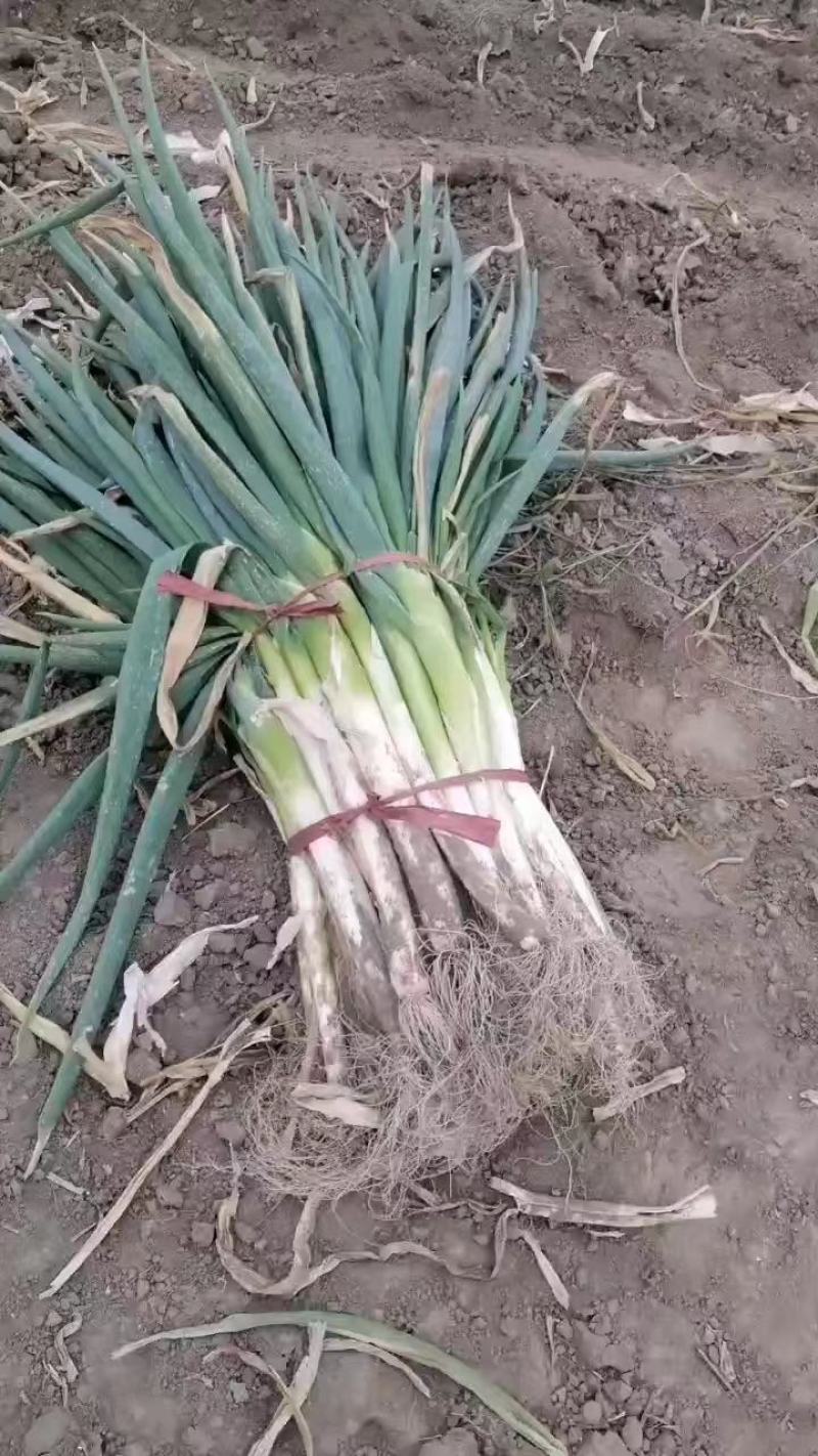 精品大葱铁杆，长白葱刚葱大量上市可视频看货质量好价格不高