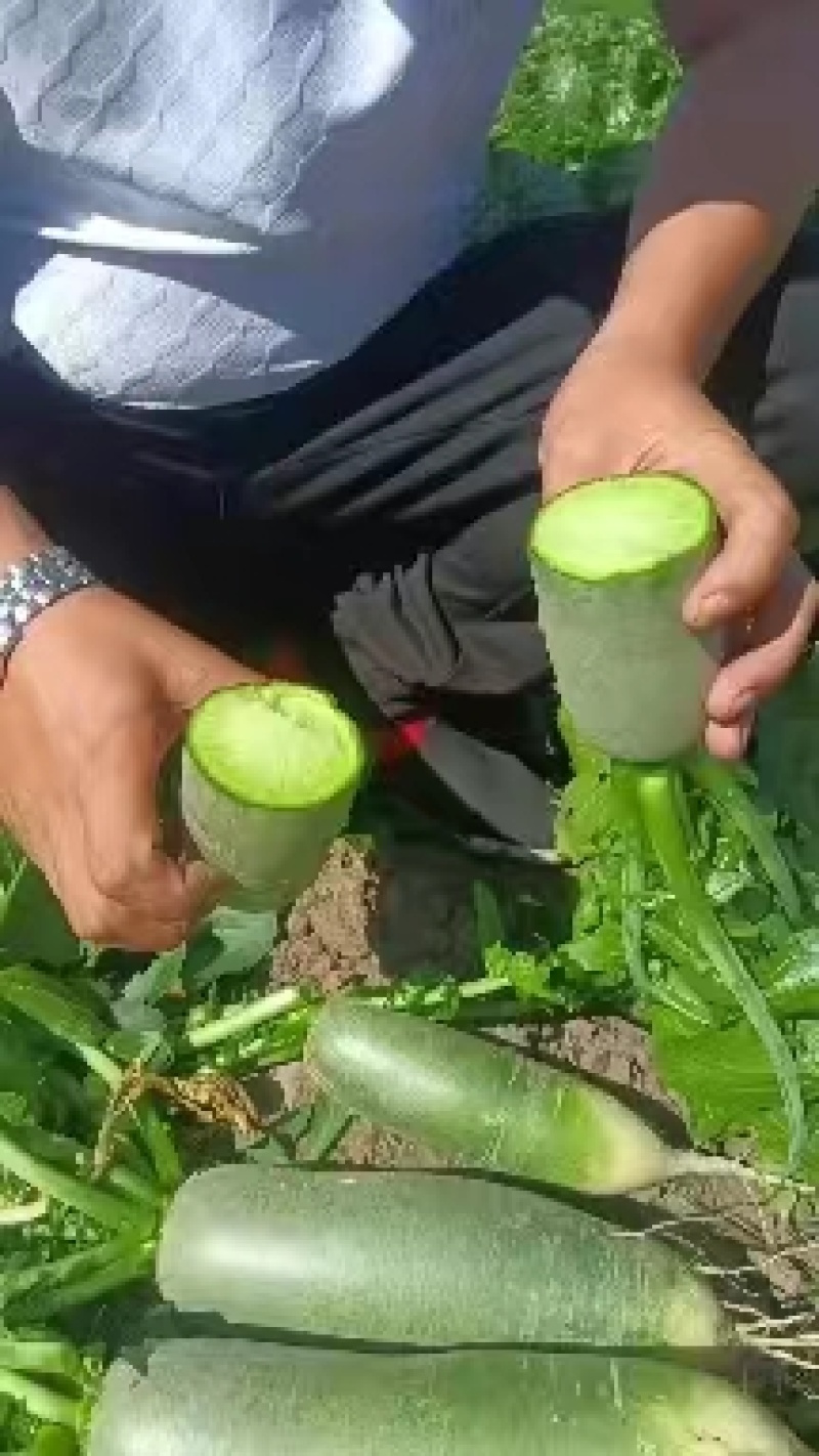 产地直发水果萝卜，各种规格质量好口感甜需要的请联系我
