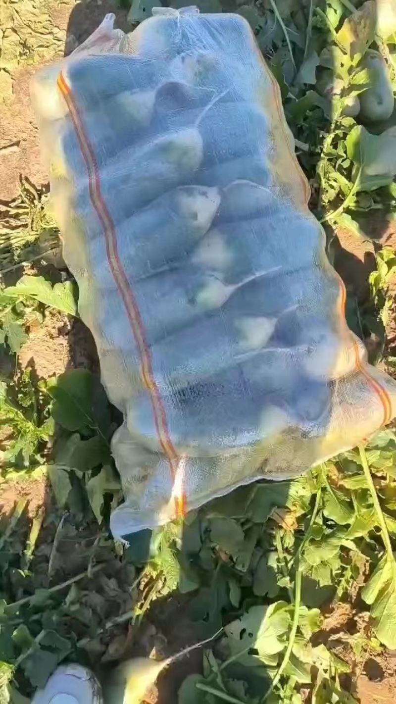 产地直发水果萝卜，各种规格质量好口感甜需要的请联系我