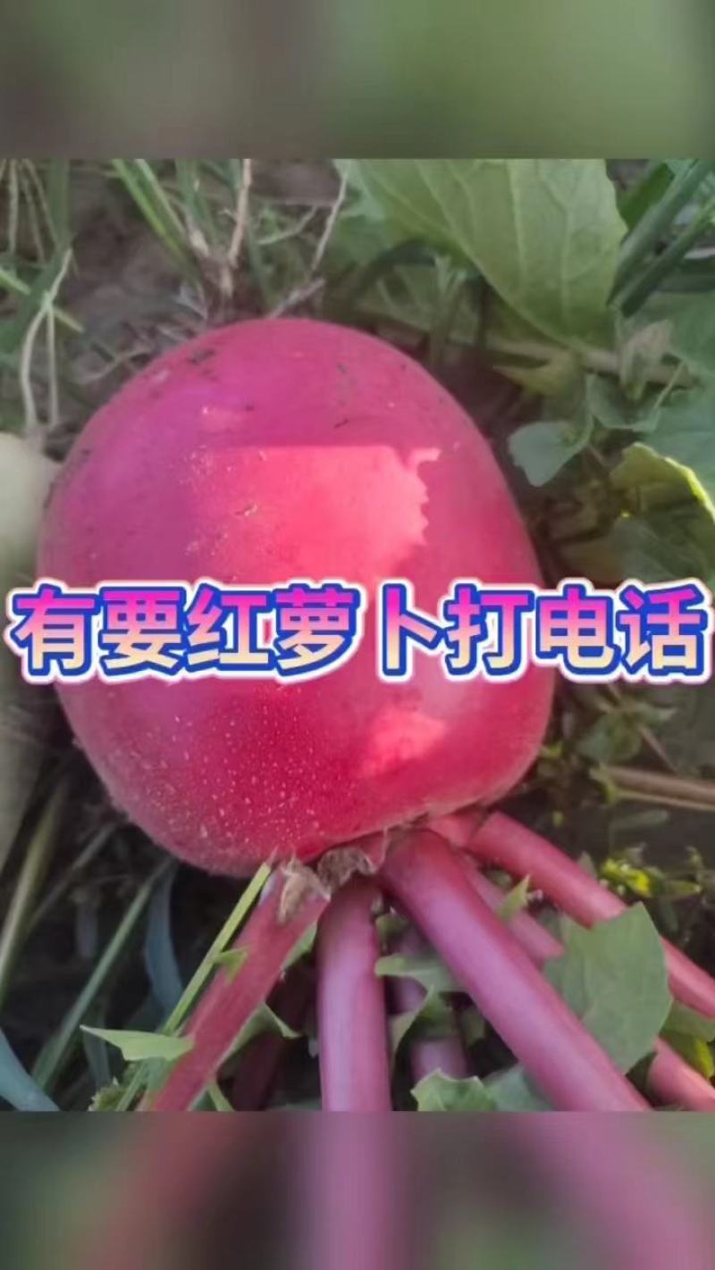 东北产区大红萝卜大量上市，质量好有需要的请联系