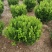 小叶黄杨球