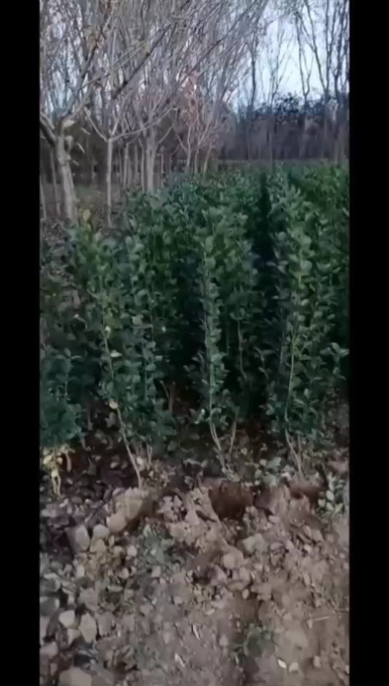 北海道黄杨1.3~1.5～1.8～2米地苗