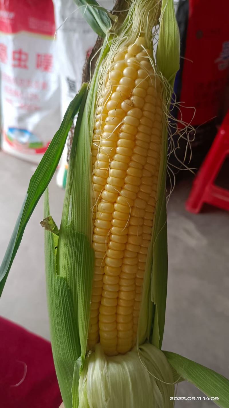 邯郸市永年区经营，水果玉米，大量供应太阳花