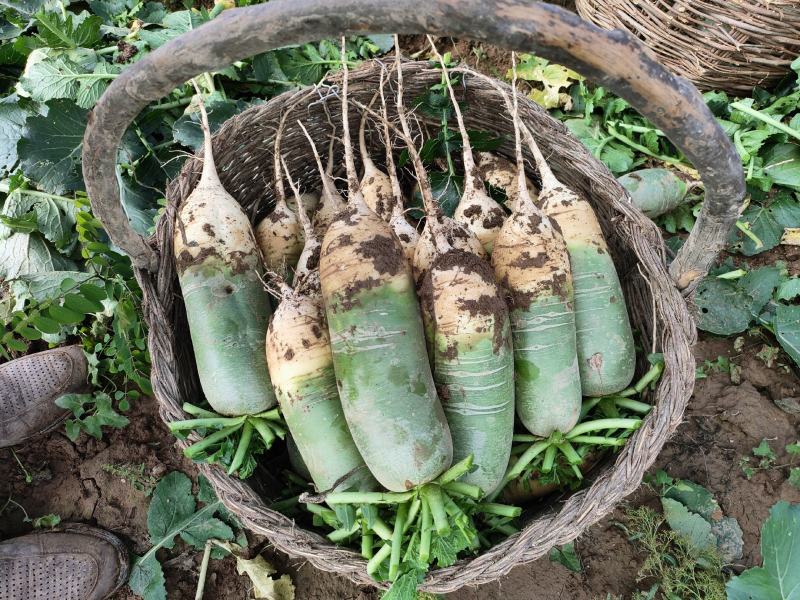 水果萝卜大量上市