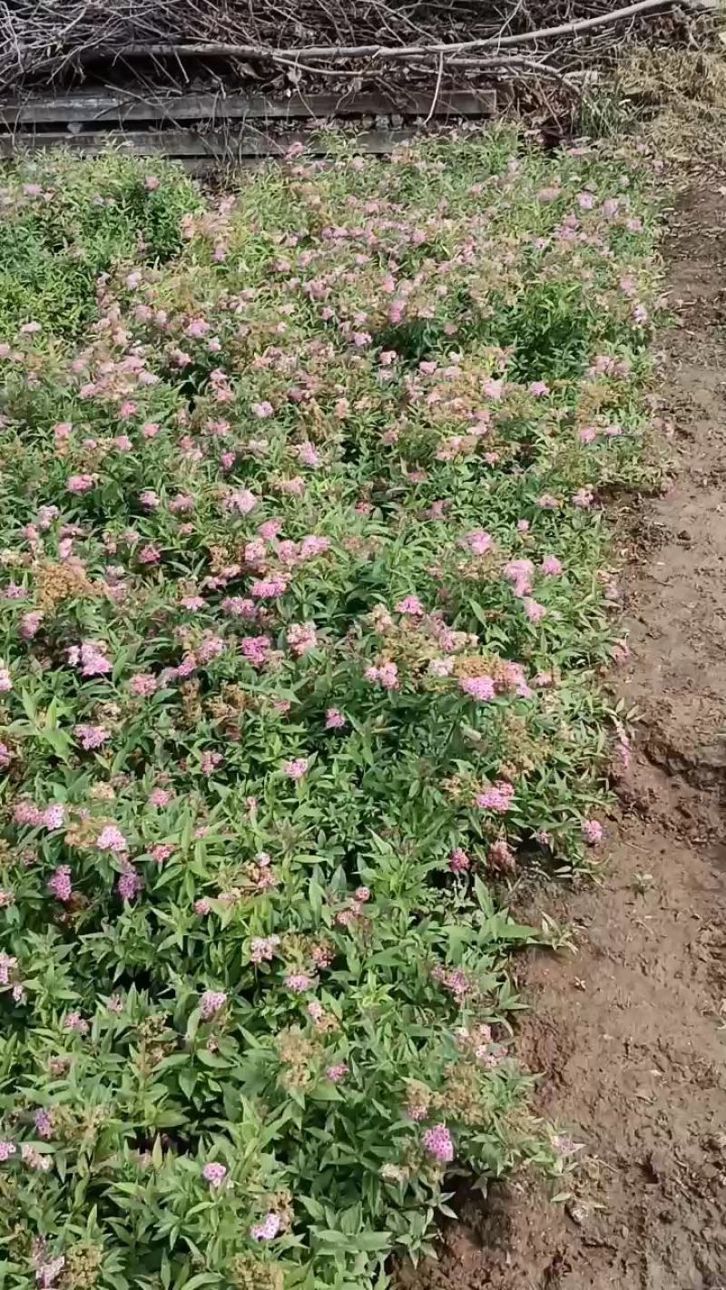 陕西绣线菊营养杯麻叶绣线菊金艳绣线菊