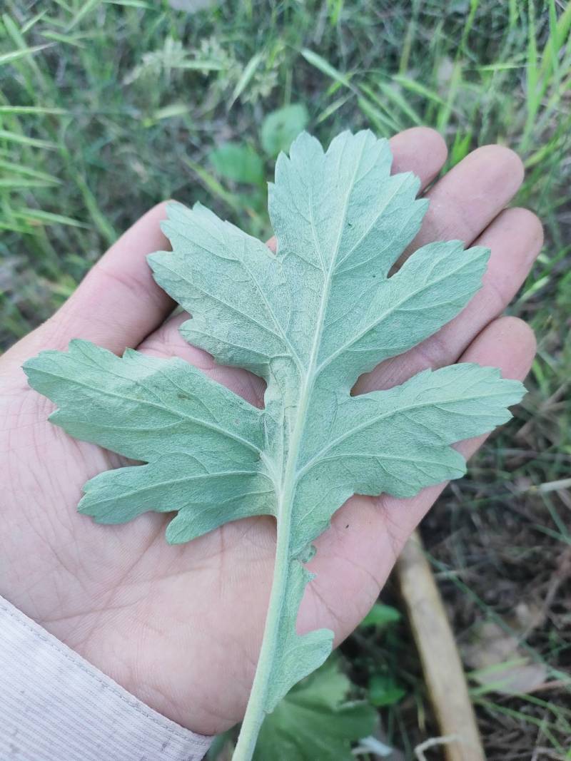 正品艾草籽