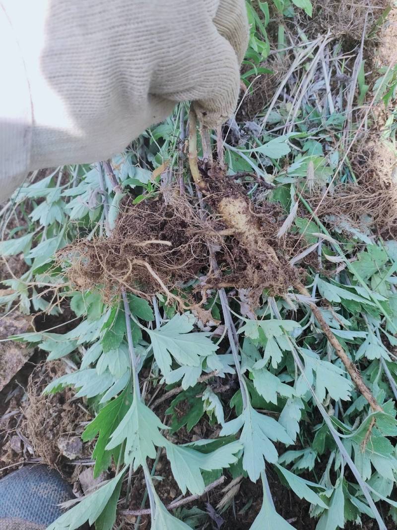 正品艾草籽