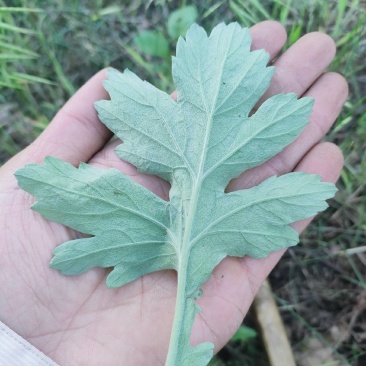 正品艾草籽
