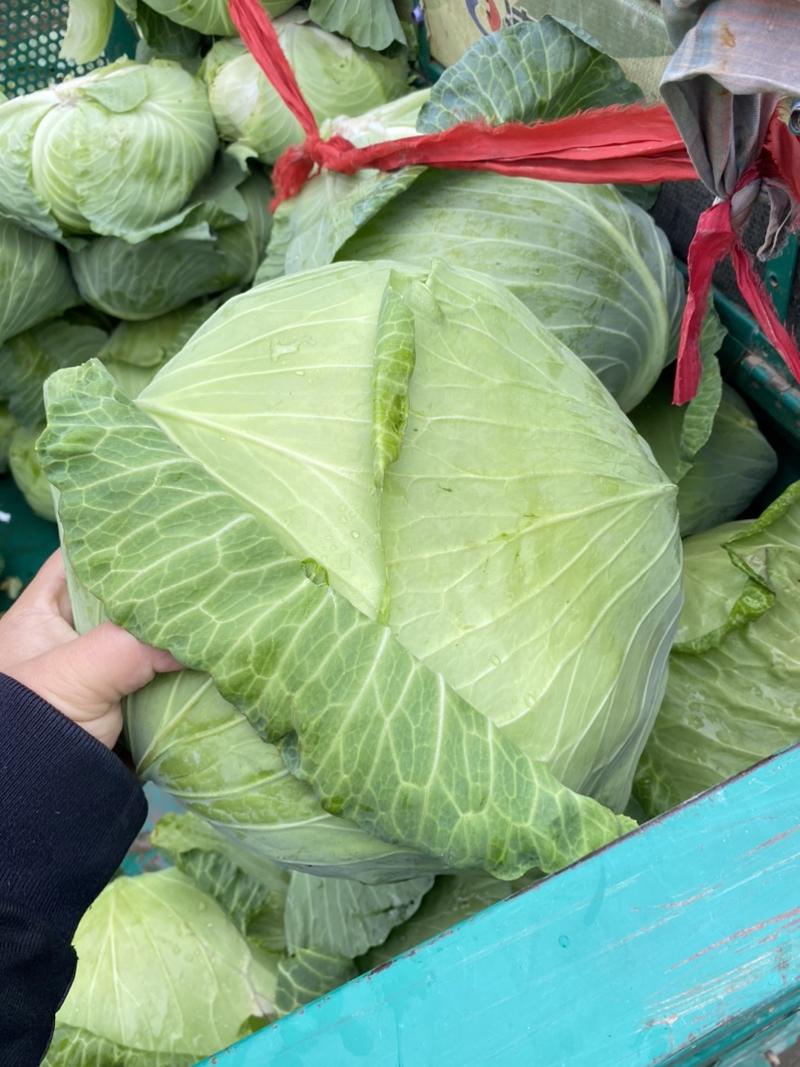 扁包菜，墨玉50，开封万亩包菜大量上市，对接全国市场