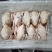优质白条鸡579小公鸡