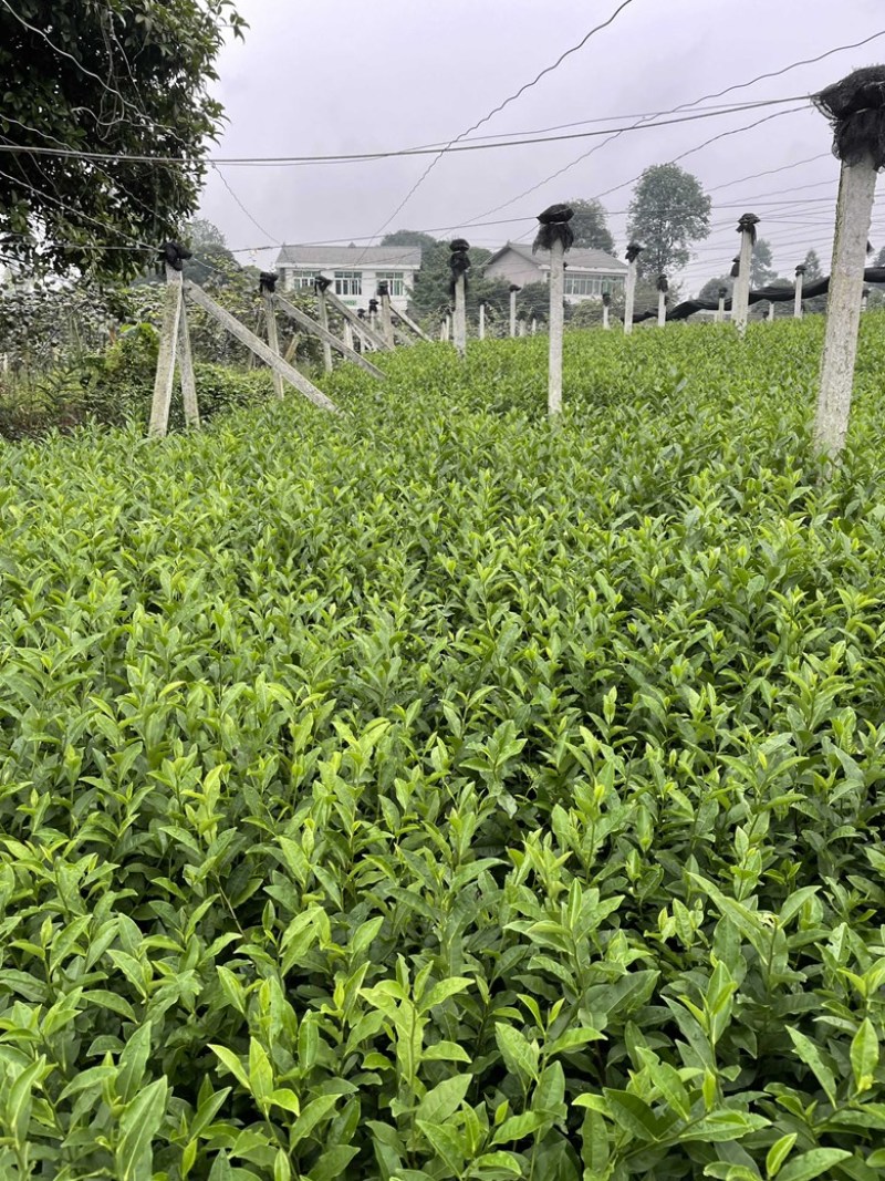 福鼎茶苗茶苗蒙山9号福鼎大白茶等，扦插苗根系好欢迎咨询