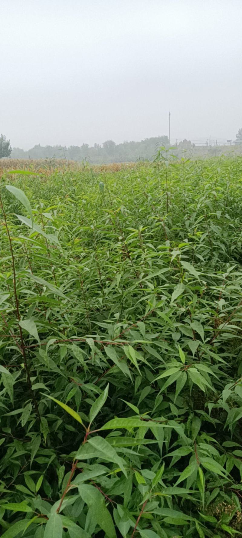 山桃苗一年山桃苗价格，山西山桃苗产地