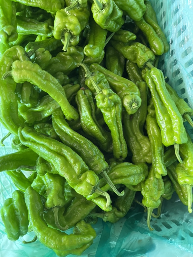 薄皮椒，芜湖椒，大量供应中欢迎来电洽谈。