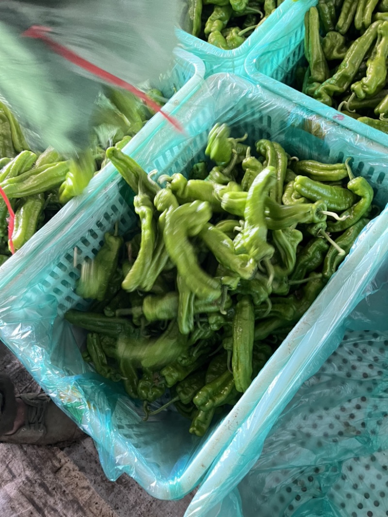 薄皮椒，芜湖椒，大量供应中欢迎来电洽谈。