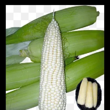 鲜糯白玉米