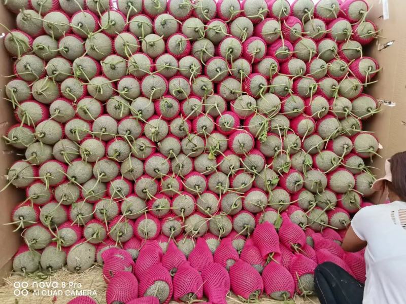 新疆哈密瓜精品西州蜜瓜17号产地发货可对接各大电商平