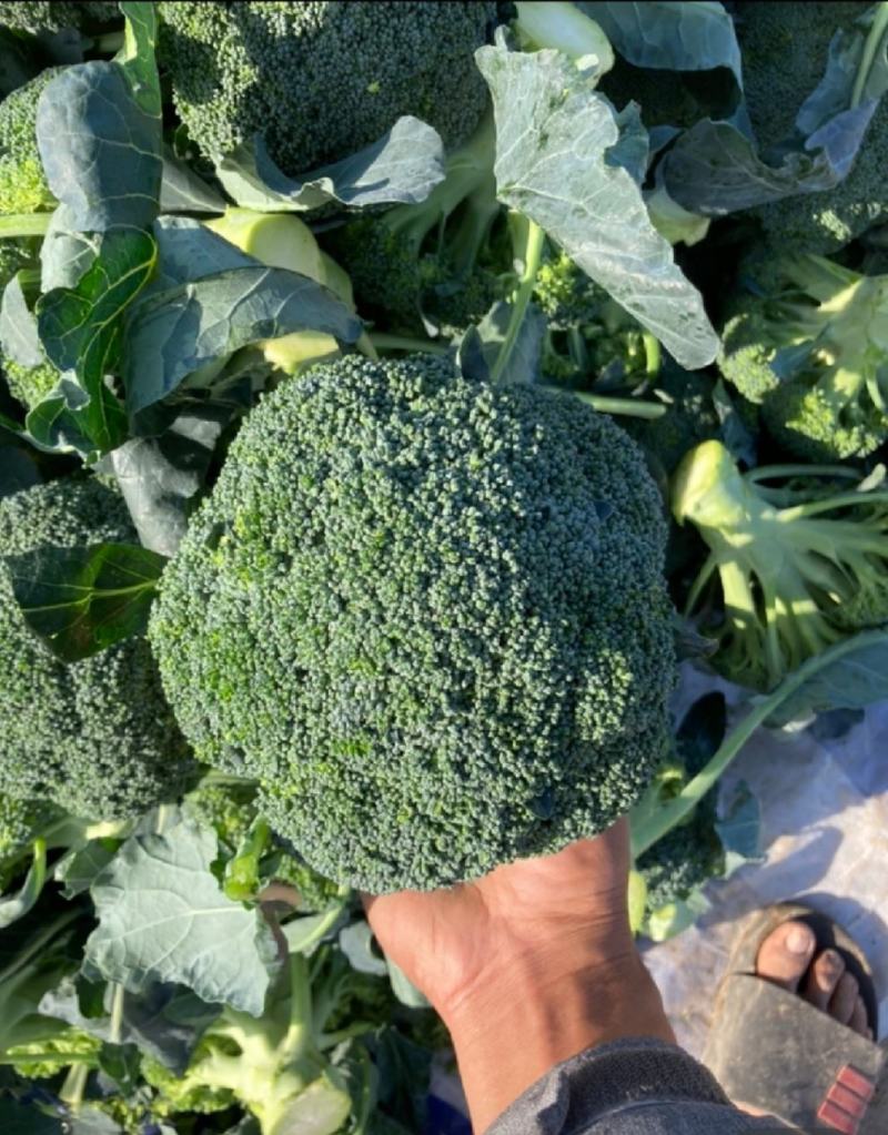 周口扶沟耐寒炎秀西兰花大花小花西兰花大量上市可代发全国